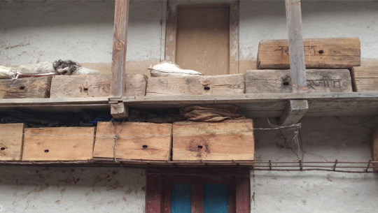 बाजुराको पाँडीमा मौरी मर्न थालेपछि मौरीपालक चिन्तित