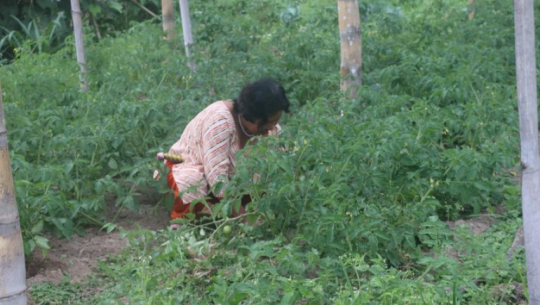 Tikapur women engaged in collective off-season vegetable farming to boost income