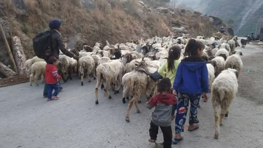 बाजुरामा औल (बेँसी) झर्न थाले भेडीगोठ