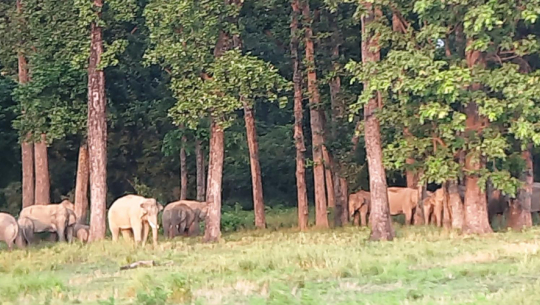 हात्ती भगाउने पुराना तरिका असफल, किसान चिन्तित