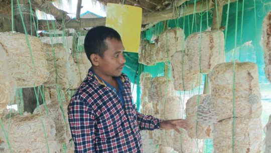 मङ्गलको भरपर्दो आम्दानीको स्रोत च्याउखेती