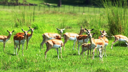 Blackbuck population surpasses 300 in Shuklaphanta, management challenges emerge