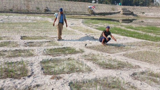 बगरमा प्याज खेती गर्दै कैलालीको टीकापुका किसान