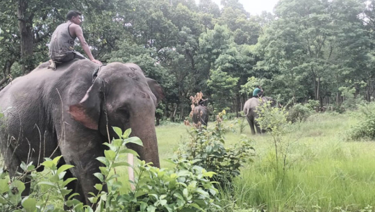 Three elephants deployed to search for tiger in Kanchanpur settlement