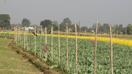सागसब्जीमा समृद्धि पहिल्याउँदै कञ्चनपुरका दुई किसान