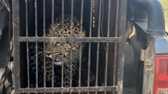 बर्दियामा समस्याग्रस्त चितुवा नियन्त्रणमा