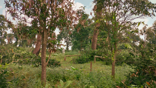 कैलालीमा वन कर्मचारीबाट मेसिन प्रयोग गरेर हजार रुख फँडानी