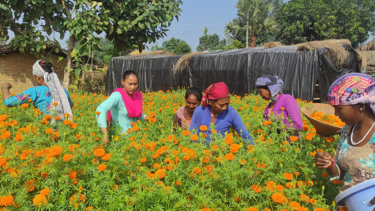 कैलालीको कैलारीमा १२ हजारको फूलको बिउबाट एक लाख आम्दानी