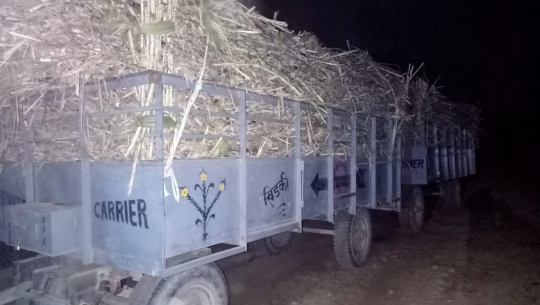 उखु तस्करी गर्न सीमा क्षेत्रमै बस्यो बैठक, विरोध गर्नेका ‘खुट्टा भाँचिने’