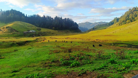 खप्तड राष्ट्रिय निकुञ्जमा गाई–गोरु छोडिदै