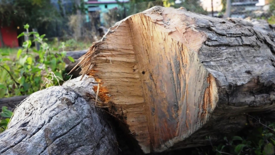 वनका ‘हाकिम’ले छोडेको तस्करीको काठ उपभोक्ताले लुकाएको भेटाए