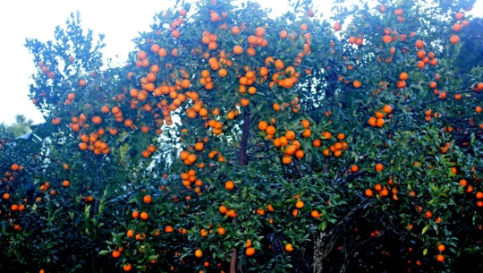 फाइल फोटो