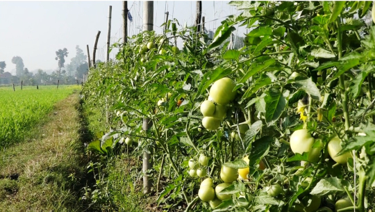 कैलालीको सेहरीका किसानको वार्षिक आम्दानी १५ लाखसम्म