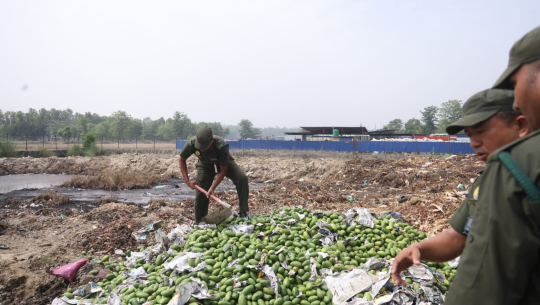 धनगढी उपमहानगरले गर्यो दुई हजार किलोग्राम अखाद्य आँप नष्ट