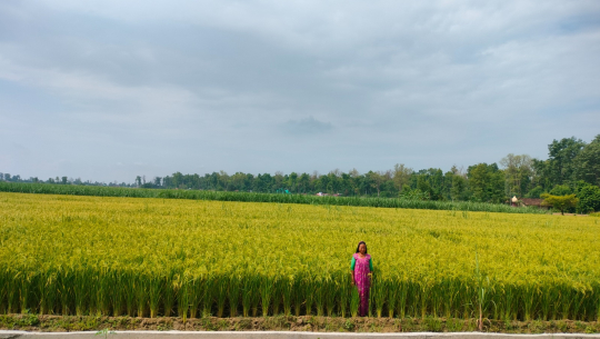 कञ्चनपुरमा अब जेठमै पाक्छ धान