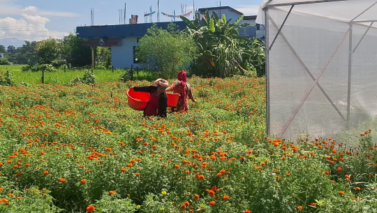धनगढीको सयपत्री फूल काठमाडौँ उड्दै, हवाई ढुवानीमा उपमहानगरको सहयोग