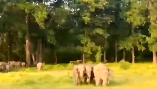 जङ्गली हात्ती कञ्चनपुरका गाउँपसेपछि रातभर जाग्राम