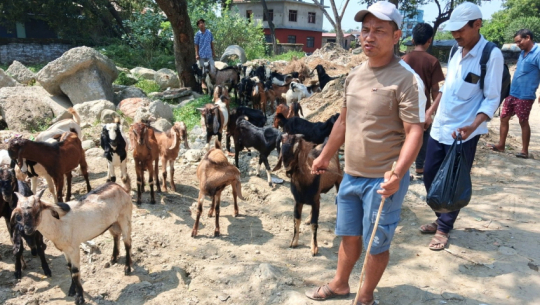 Goat and sheep sales surge in Dhangadhi, sringing festive joy to farmers