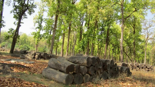 माटो बन्दै बाह्रवनको काठ, १२ वर्षसम्म पनि बिक्री भएन 