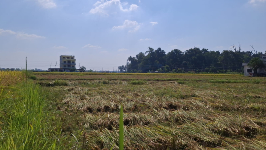 कैलाली–कञ्चनपुरका किसानलाई धान भित्र्याउन चटारो