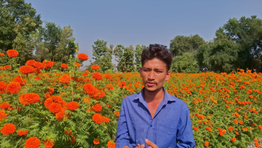 Achham’s Roshan Saud thrives in commercial flower farming in Dhangadhi
