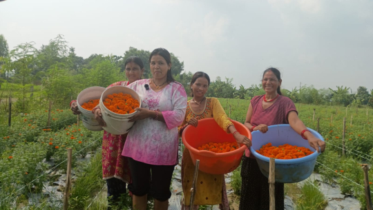 धनगढीका बिष्ट दम्पतीको सफल उद्यम, फूलखेतीबाटै वार्षिक ५० लाखकको कारोबार