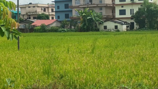 तीन दिनको झरीले धानमा ठूलो क्षति भएन, उत्पादन राम्रो हुने अनुमान