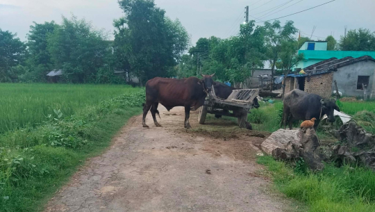धनगढी–१२ मा बाटोमै बाँधिन्छ पशु, आवागमनमा सास्ती