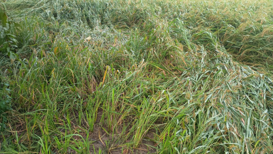 धनगढीमा बाली लगाउँछन् किसान, सखाप पार्छन् जंगली जनावर