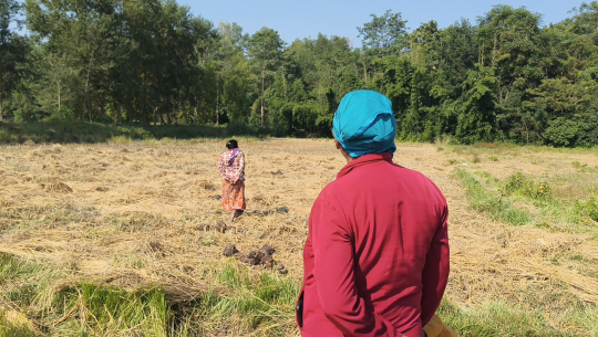 वन्यजन्तुको परम्परागत मार्ग थुनिँदा बढ्दै जोखिम, धनगढीमै हात्ती आतंक
