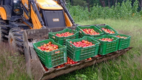 Excessive pesticide residue found in tomatoes sold in Attariya, 560 Kg destroyed