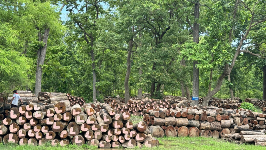 सुदूरपश्चिमको सामुदायिक तथा साझेदारी वन व्यवस्थापनमा अन्योलः समाधान खोज्दै उपभोक्ता सडकमा