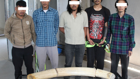 बैतडीका बोहरासहित ५ युवा हात्तीको दाह्रासहित काठमाडौँमा पक्राउ