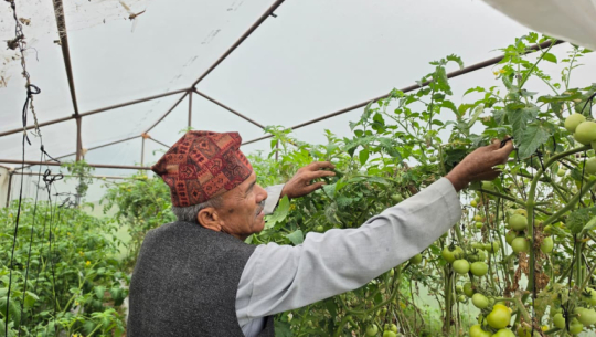 Former principal turns entrepreneur, runs commercial farming on 70 ropanis in Dadeldhura