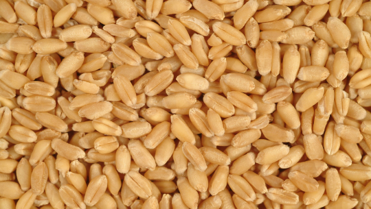 गहुँको बीउ अनुदानमा