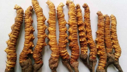यार्सागुम्बा बिक्री नहुँदा दार्चुलाका व्यापारी समस्यामा