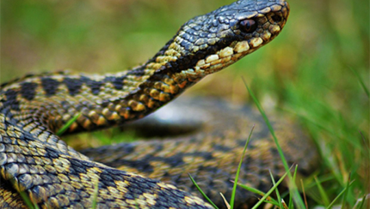 डडेल्धुरामा सर्पले डसेर एक महिला घाइते