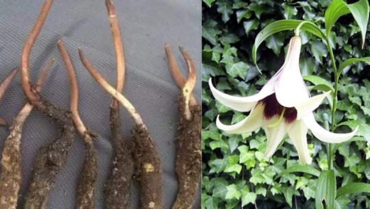 बझाङमा घुइँयाको भाउमा बिक्री हुँदै यार्सागुम्बा