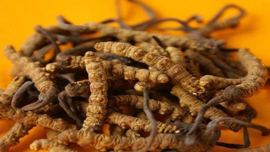 यार्चागुम्बा ओसारपसार मुद्दामा फरार बझाङका एक जना पक्राउ