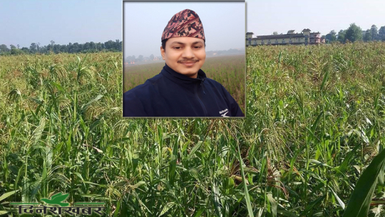 घाँसमा रमाउदै टीकापुरका युवराज