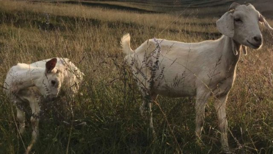 दार्चुलाका ४८ हजार पशुपन्छीलाई खोप लगाइयो