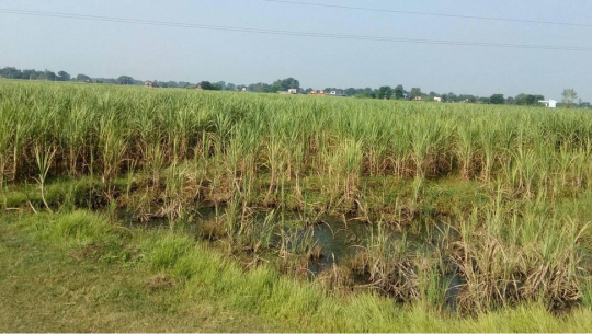 उखुमा रेडरड रोग लागेपछि कञ्चनपुरका किसान चिन्तित 