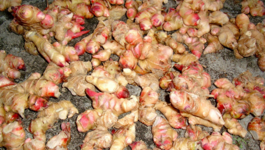 अदुवाको मूल्य नपाएपछि सुठो बनाउँदै डोटीका किसान