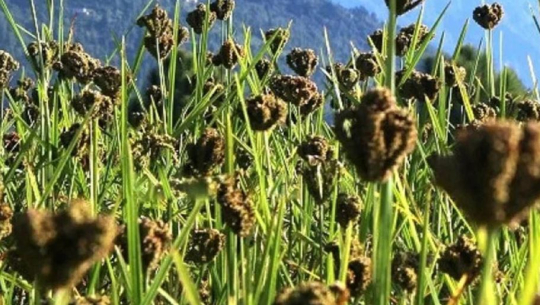 कोदो उत्पादन बर्सेनी घट्दै