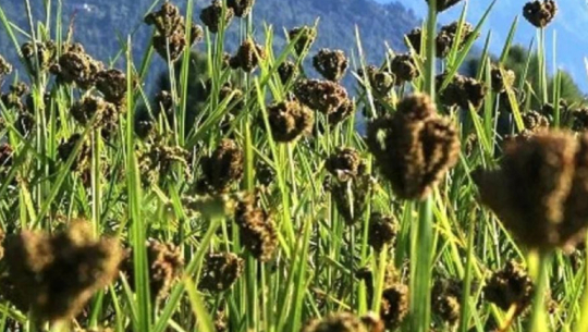 पोषिलो खाद्यान्न कोदोखेती हराउँदै