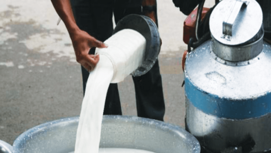 From Dubai dreams to dairy success: Kanchanpur farmer earns one lakh monthly through milk sales