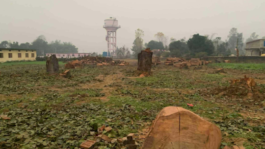 32 Sal trees felled at Bhageshwor basic school in Godavari-1