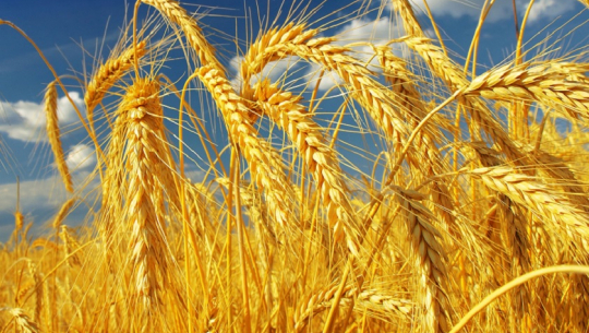 सरकारले गहुँ खरिदमा ढिलाई गर्दा सुदूरपश्चिमका किसानहरू आक्रोसित