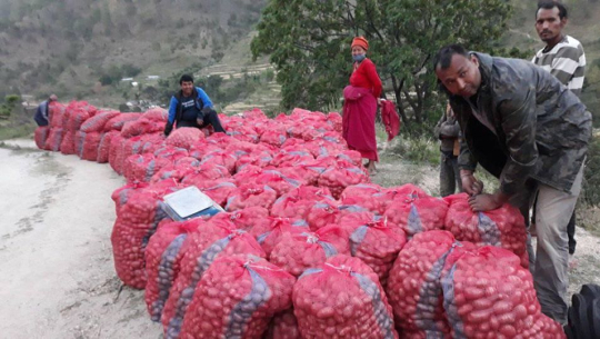 आलु उत्पादनमा फड्को मार्दै डडेल्धुरा