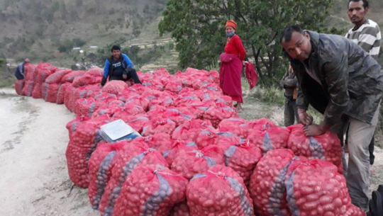 Potato farming reaps profits for farmers of Dadeldhura